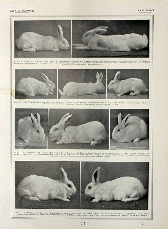 Lapins blancs. Fronte/retro. Immagine 1927 | Immagine Gallery 2