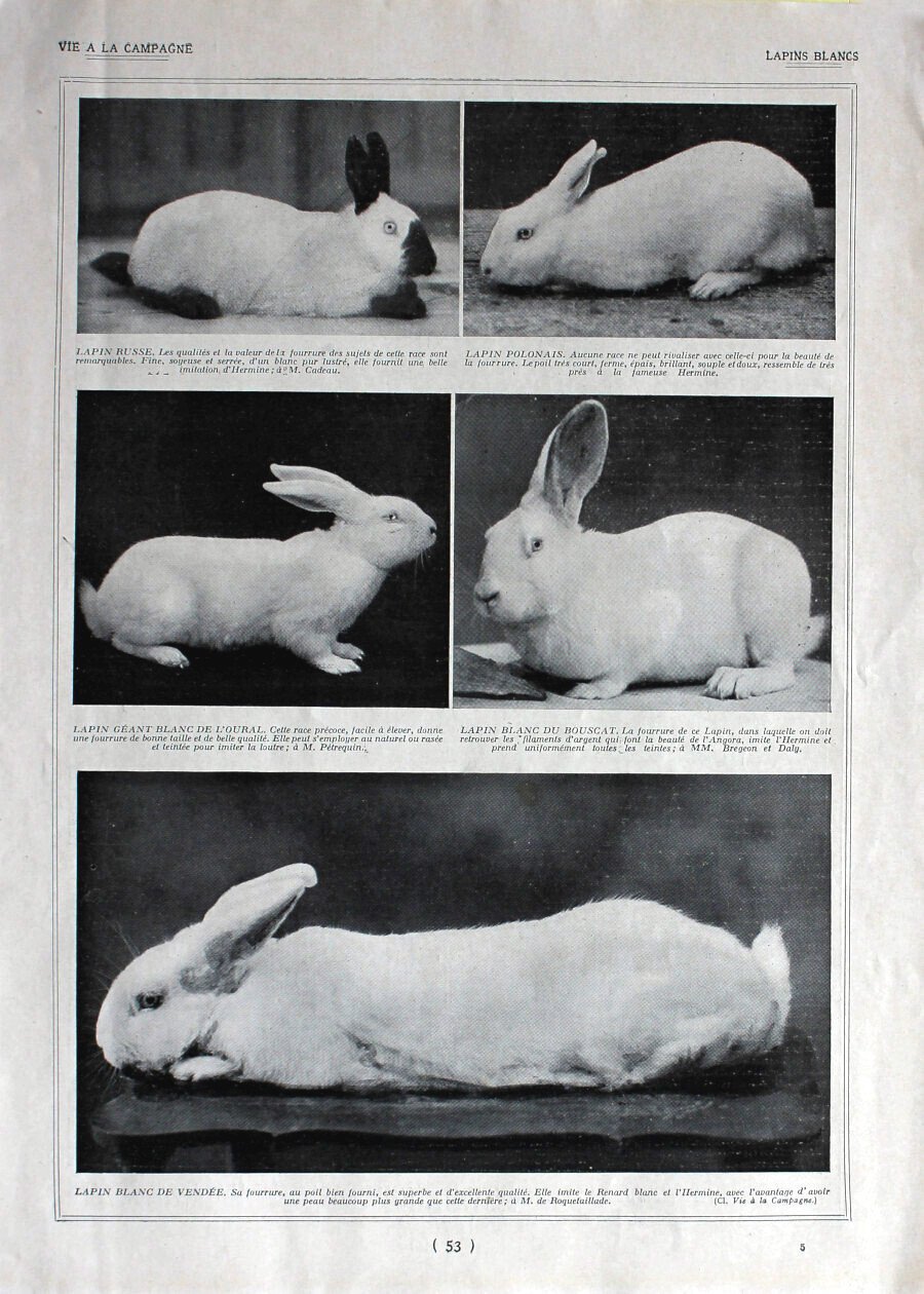 Lapins blancs / Moissonneuse-batteuse. Immagine 1926 | Immagine principale
