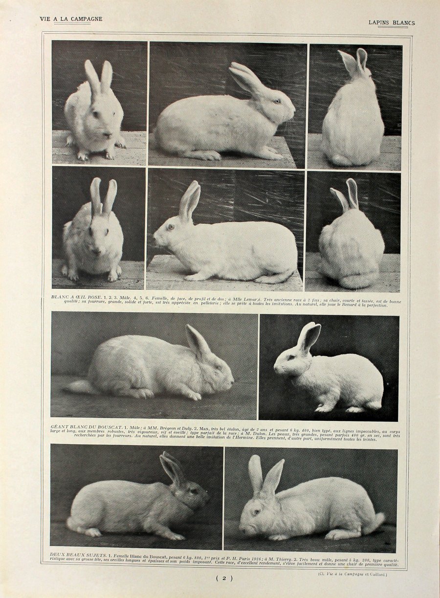 Lapins blans/Lapins pour satisfaire la mode. Fronte/retro. Immagine 1927 | Immagine principale