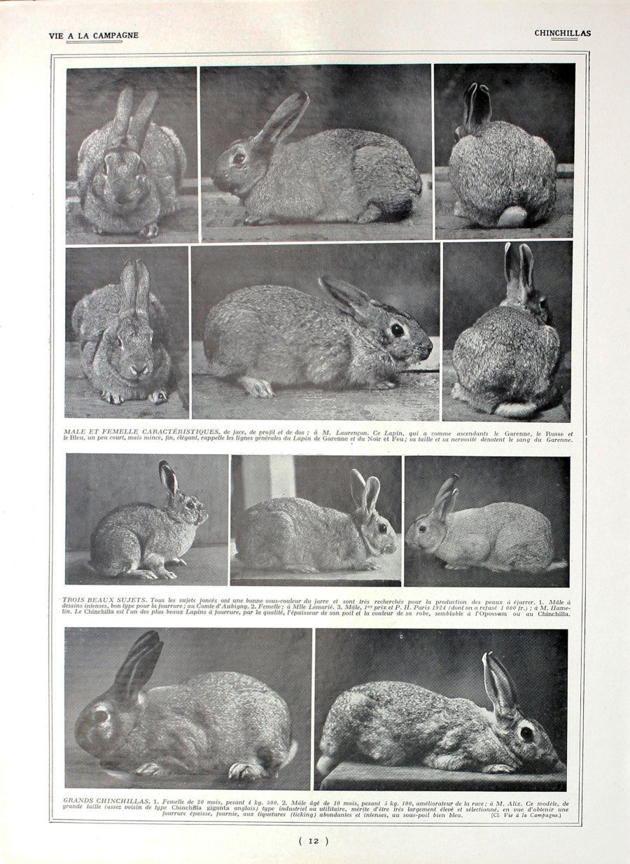 Lapins Chinchillas/Lapins blancs. Fronte/retro. Immagine 1927 | Immagine principale