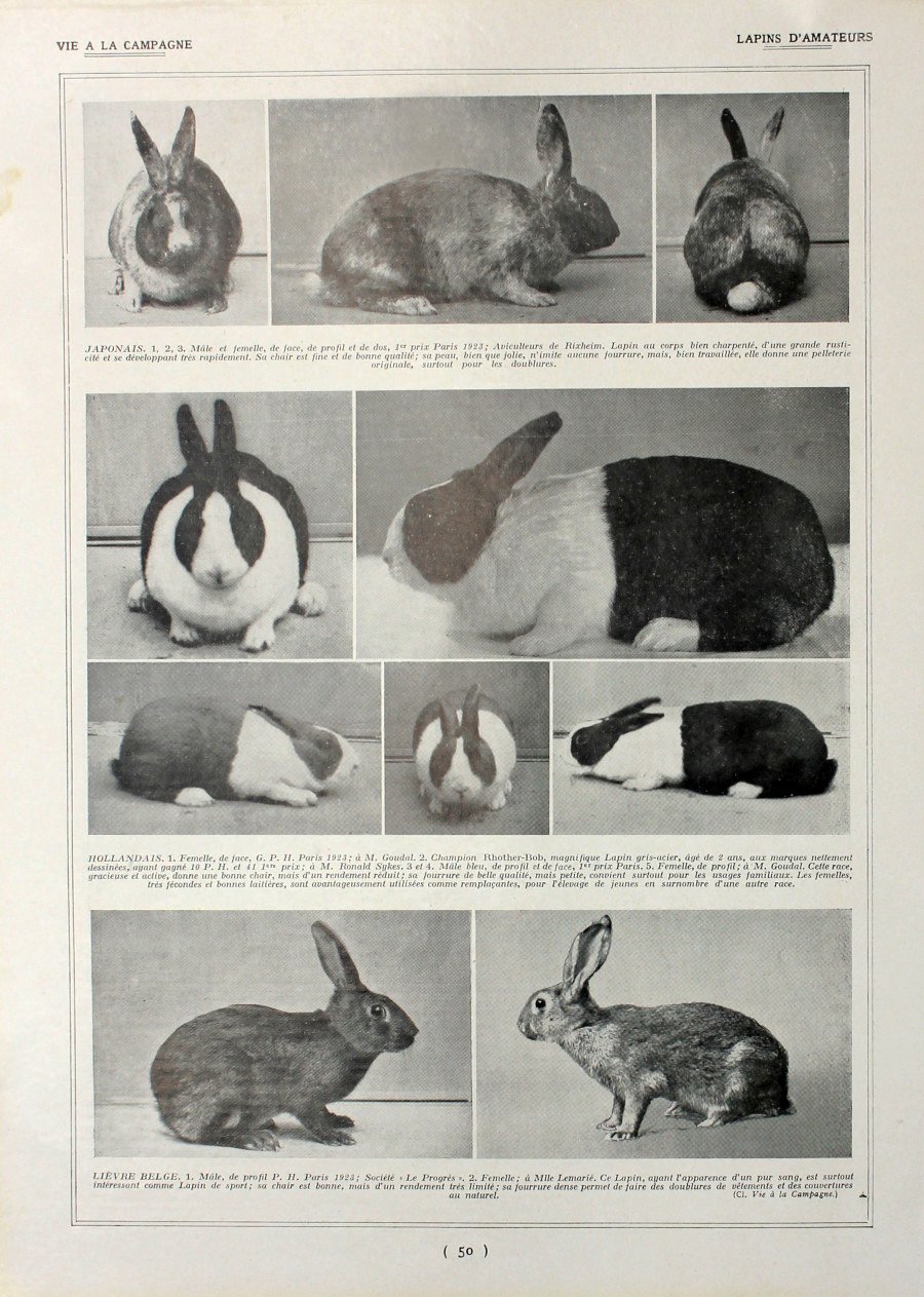 Lapins d'amateurs/Lapins: races a l'etude. Fronte/retro. Immagine 1927 | Immagine principale