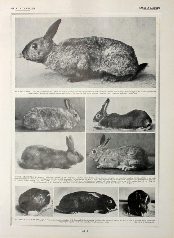 Lapins d'amateurs/Lapins: races a l'etude. Fronte/retro. Immagine 1927 | Immagine Gallery 2