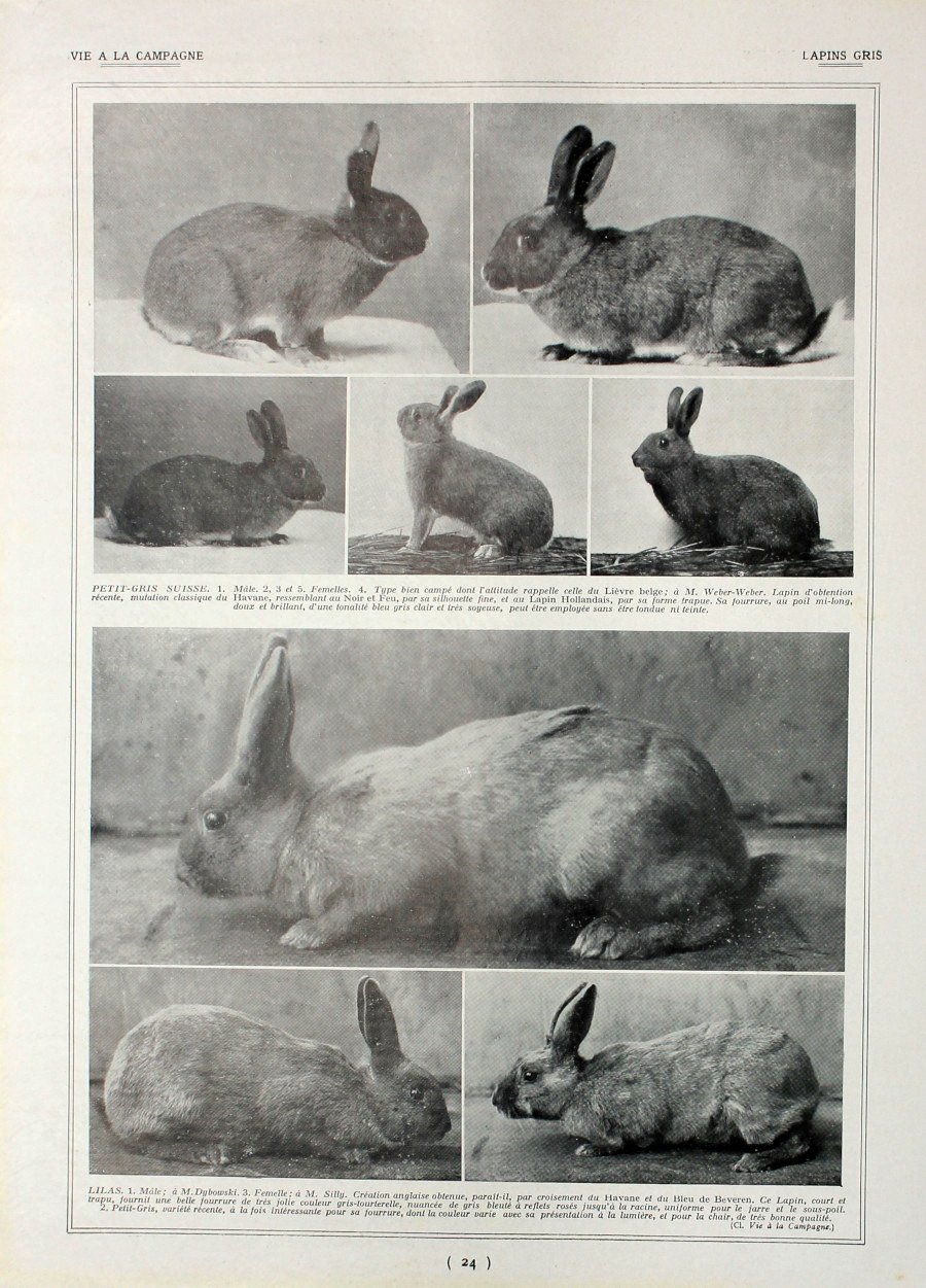 Lapins gris/Lapins argentes et gris. Fronte/retro. Immagine 1927 | Immagine principale