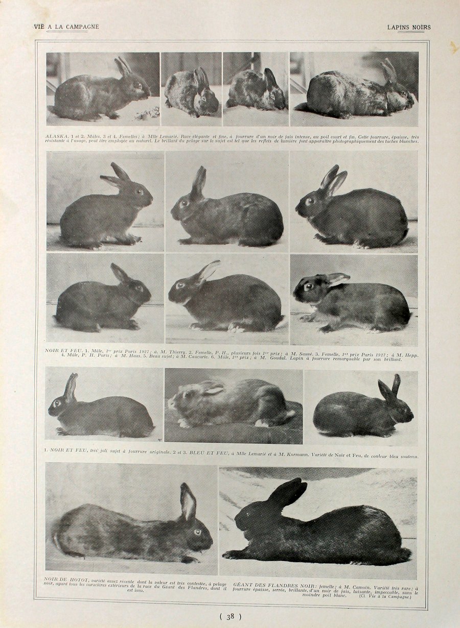 Lapins noirs/Lapins d'Avenir. Fronte/retro. Immagine 1927 | Immagine principale