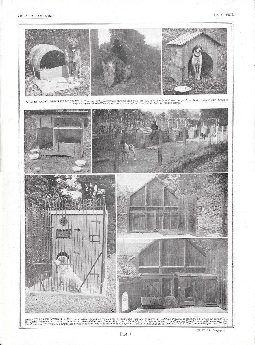 Le Chenil / Chiots - Immagine 1922 | Immagine principale
