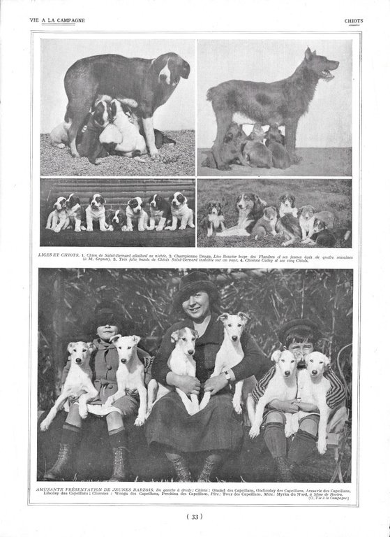 Le Chenil / Chiots - Immagine 1922 | Immagine Gallery 2