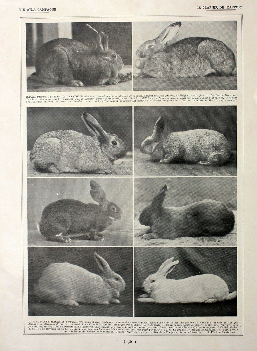Le clapier de rapport. Immagine 1927 | Immagine principale