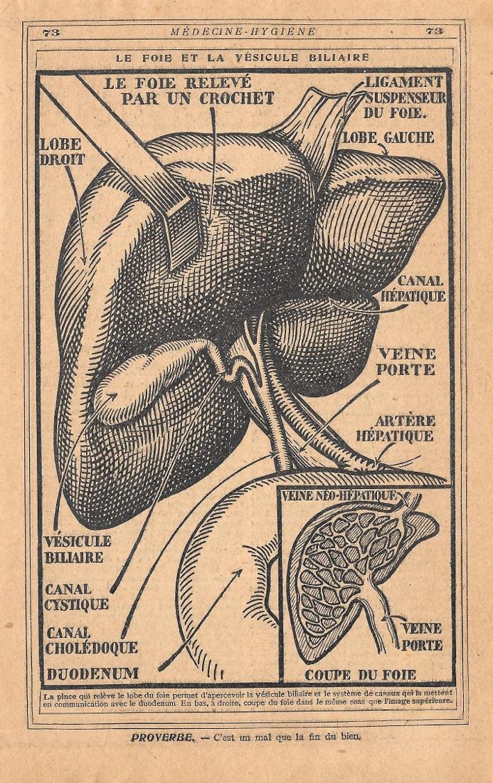 Le foie et la vesicule biliaire. Stampa 1930 | Immagine principale