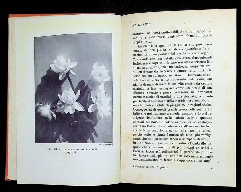 Le Nostre Amiche Le Piante Libro Bargoni Stura Iniziazioni Principato … | Immagine Gallery 6