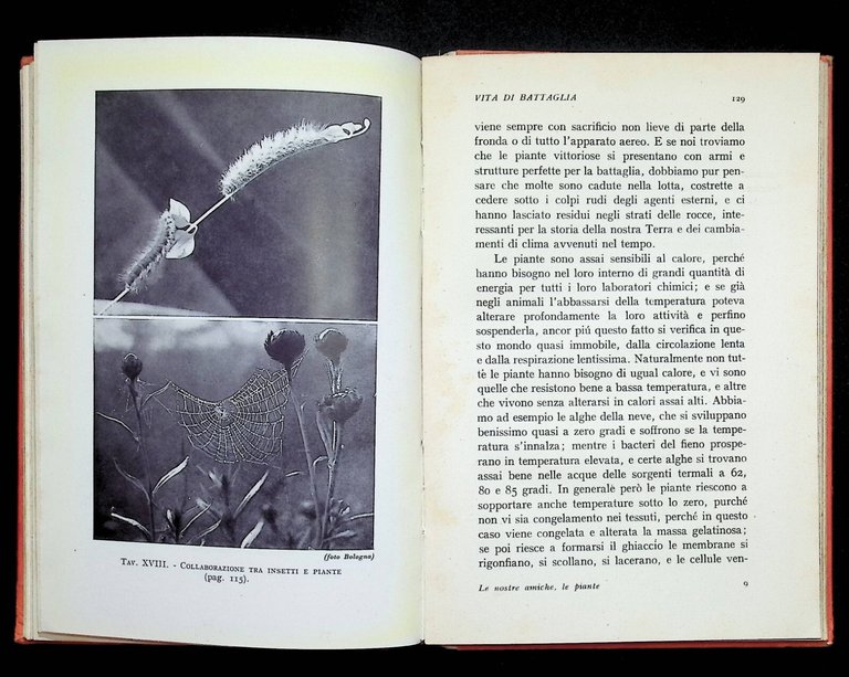 Le Nostre Amiche Le Piante Libro Bargoni Stura Iniziazioni Principato … | Immagine Gallery 7