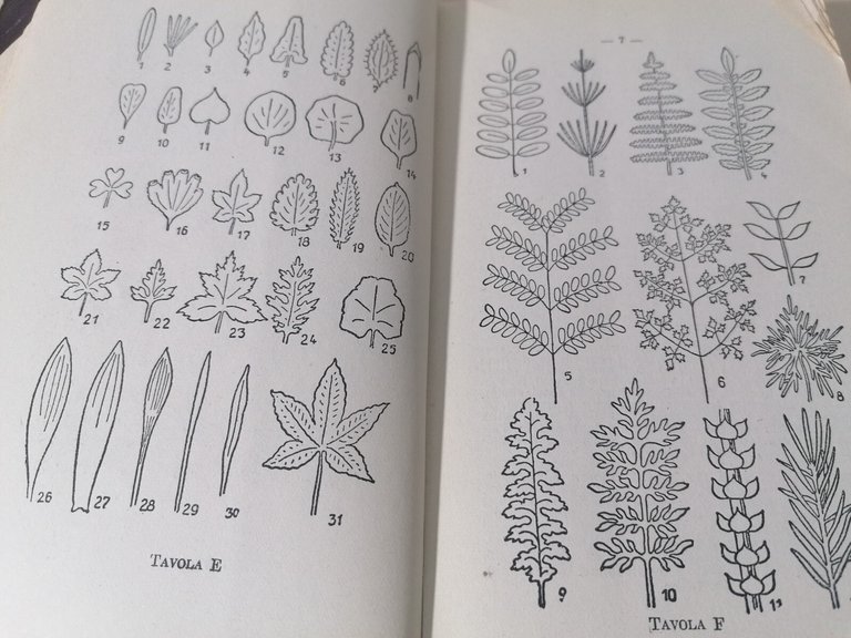 Le Piante Medicinali