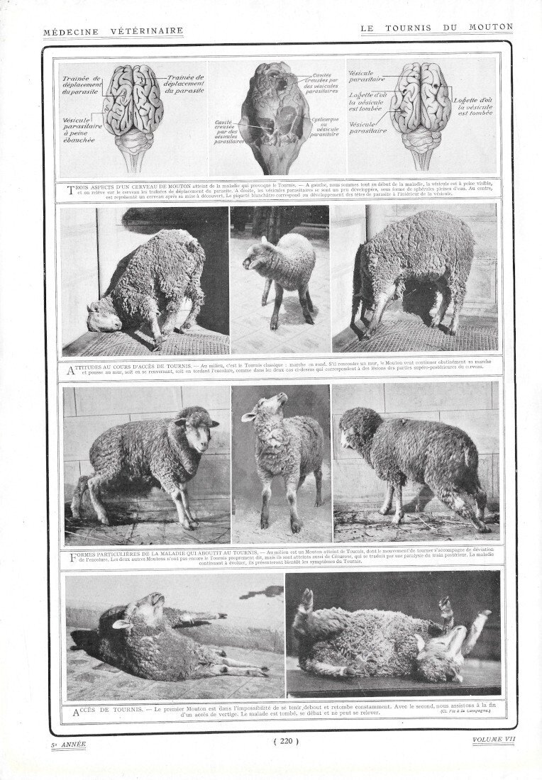 Le Tournis du Mouton - Immagine 1910 | Immagine principale