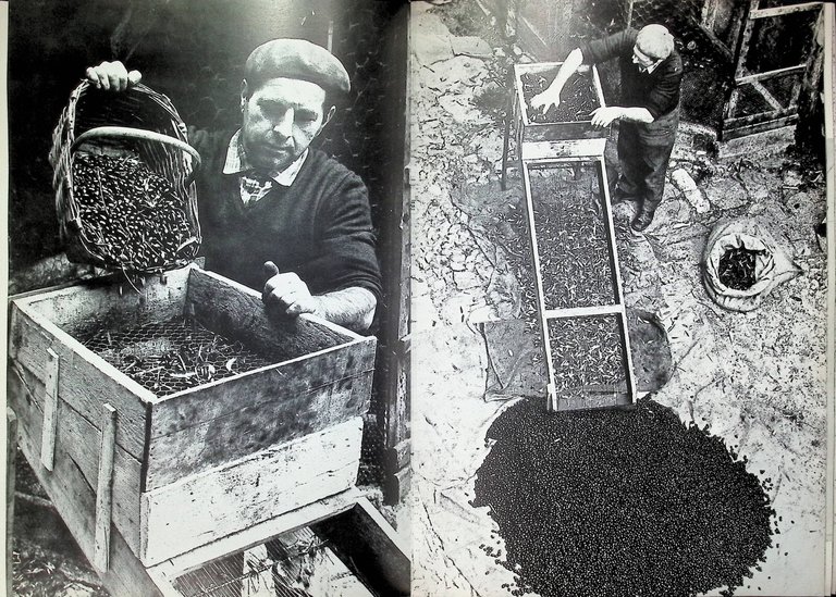 Liguritudine Omaggio al Ponente Ligure Libro Illustrato Costa Tavanti Casabianca