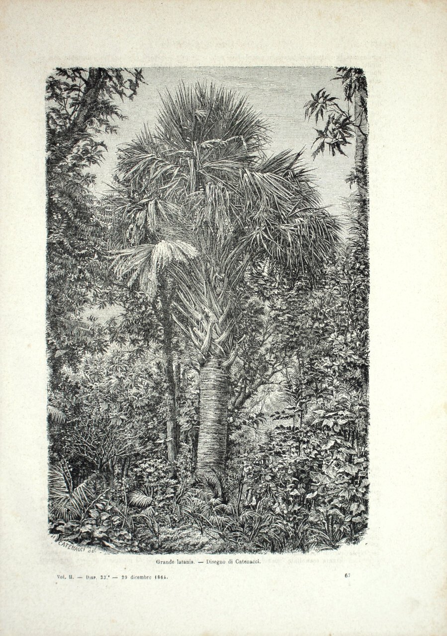 Madagascar: Grande latania/Villaggio di Nossi-be. Stampa 1864 | Immagine principale
