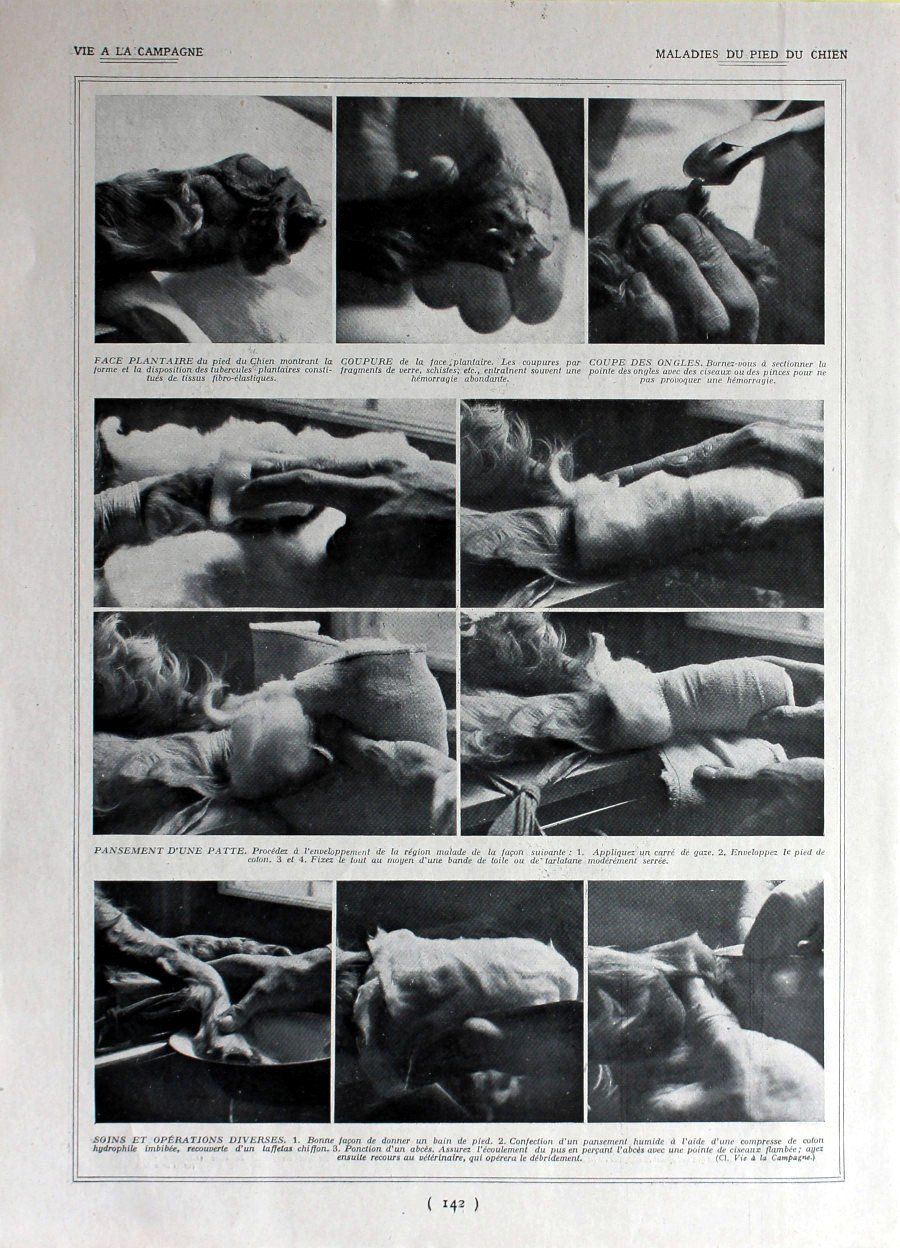 Maladies du pied du chien. Immagine 1926 | Immagine principale
