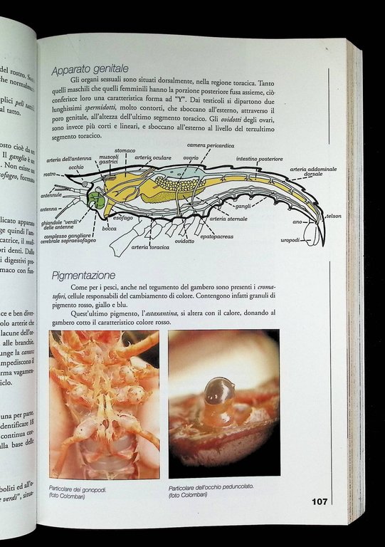 Manuale Della Pesca. Ambiente, Fauna, Pesca, Attrezzi Leggi Delle Acque … | Immagine Gallery 6
