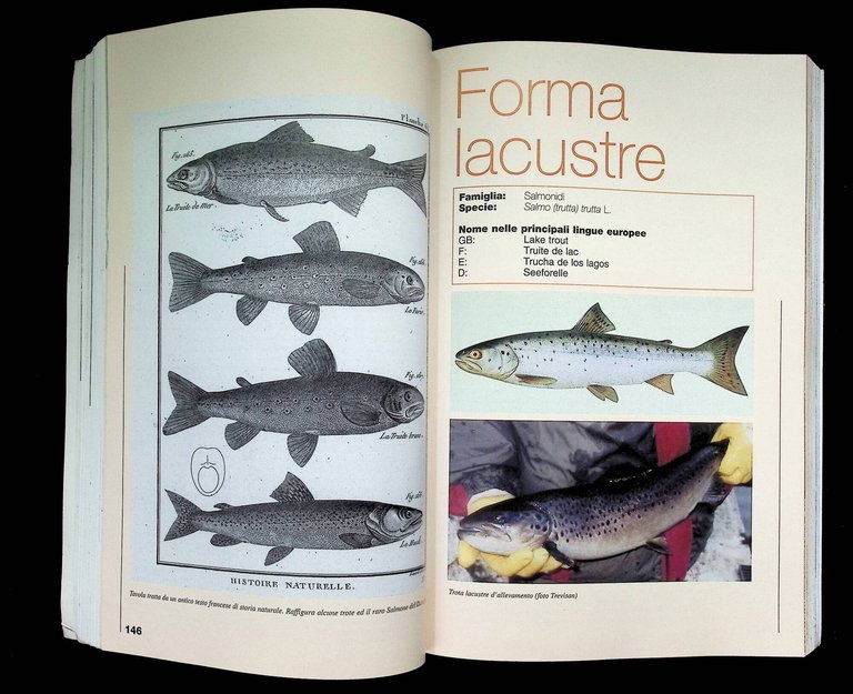 Manuale Della Pesca. Ambiente, Fauna, Pesca, Attrezzi Leggi Delle Acque … | Immagine Gallery 7