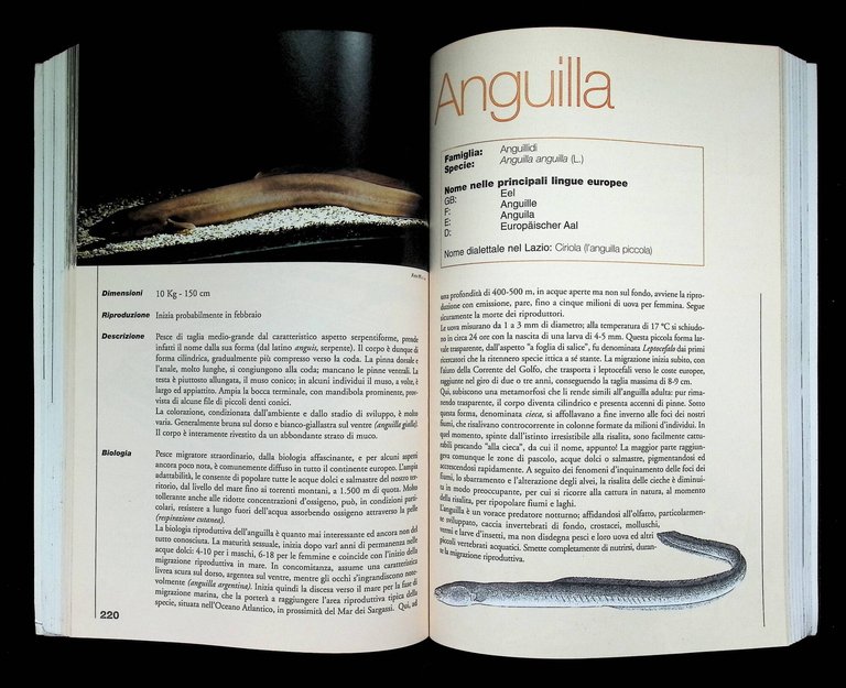 Manuale Della Pesca. Ambiente, Fauna, Pesca, Attrezzi Leggi Delle Acque … | Immagine Gallery 9