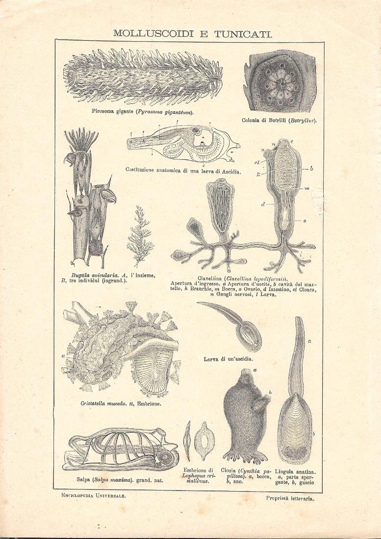 Molluschi e tunicati. Lexicon Vallardi 1900 ca. | Immagine principale