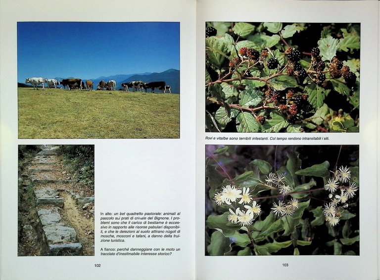 Monte Bignone Dove Le Alpi Incontrano Il Mare Libro Enrico …