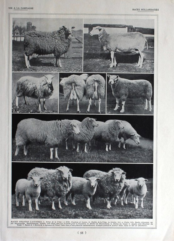 Mouton Karakul / Races Hollandaises. Immagine 1926 | Immagine Gallery 2