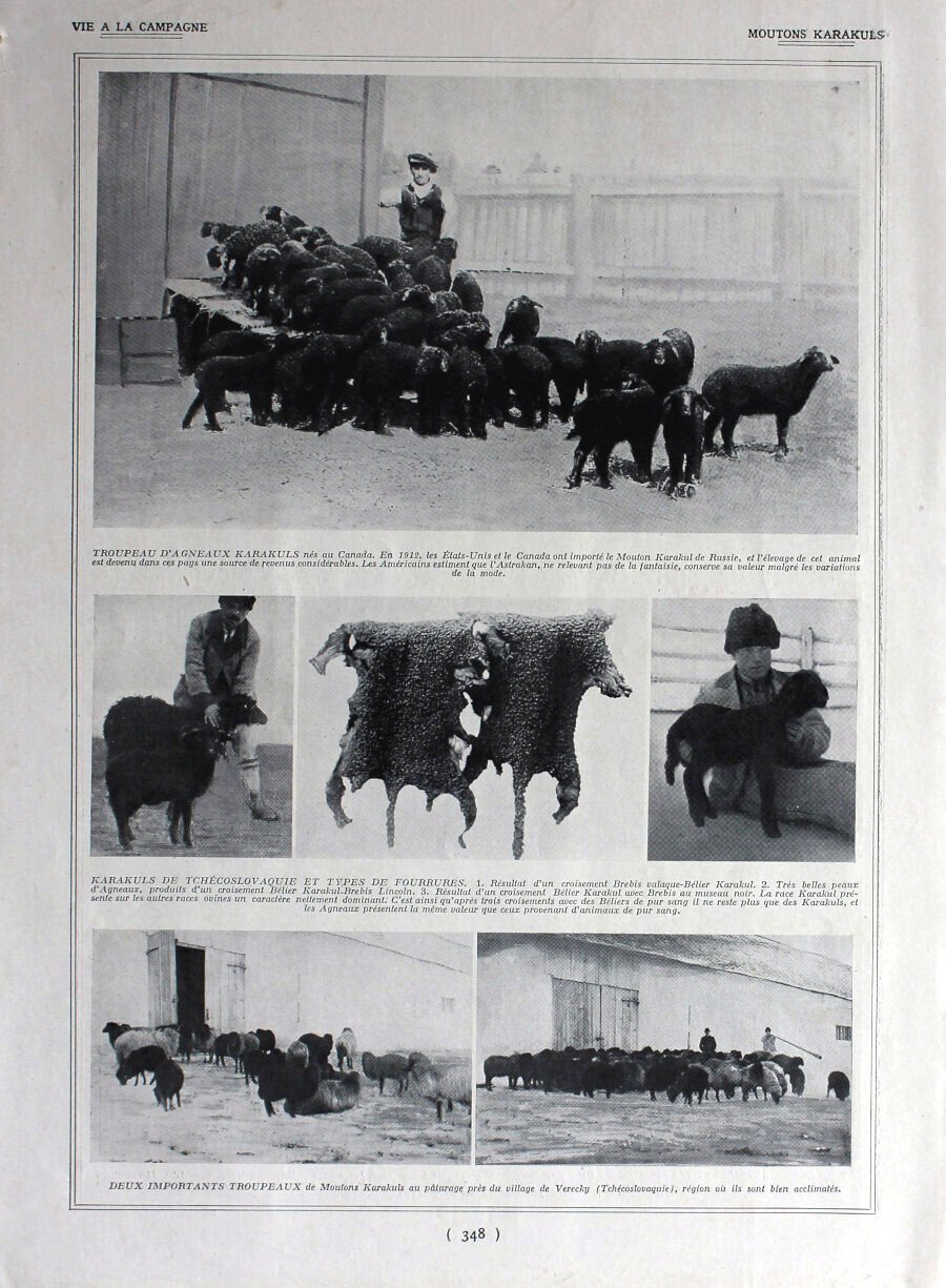 Moutons Karauls. Fronte/retro. Immagine 1926 | Immagine principale