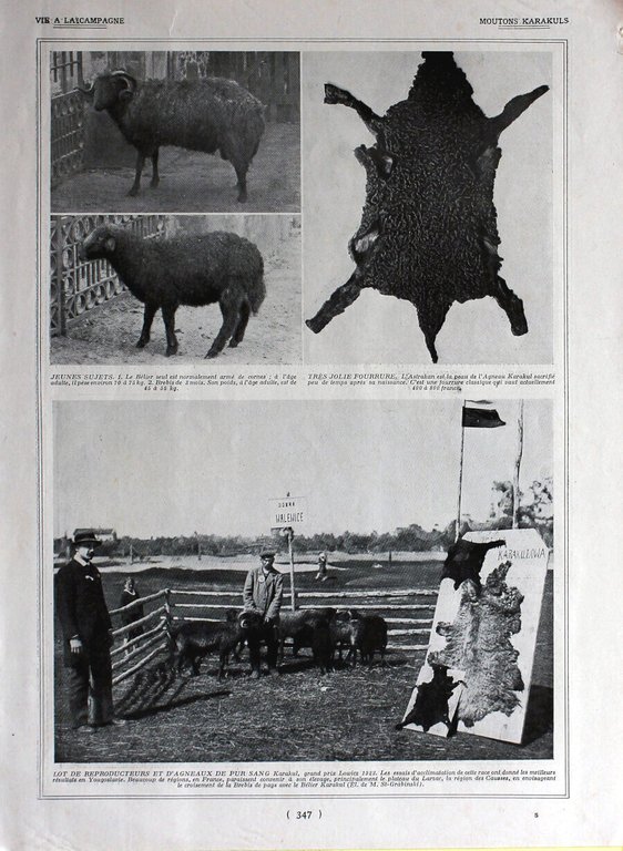 Moutons Karauls. Fronte/retro. Immagine 1926 | Immagine Gallery 2