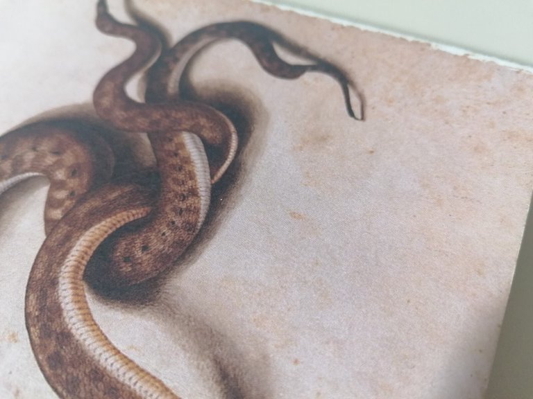 Nel cuore dell'anatomista