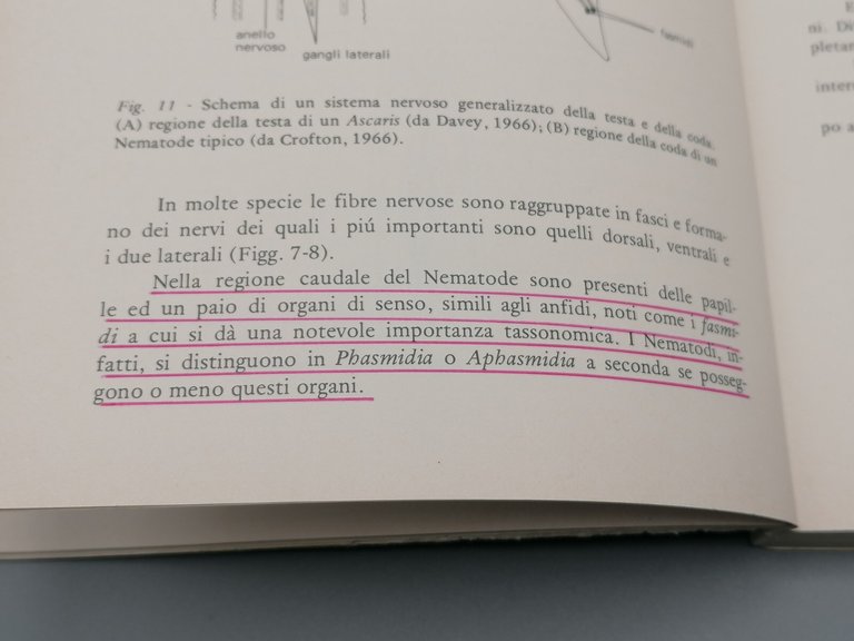 Nematodi Di Interesse Agrario Libro Renzo Tacconi Clueb Zoologia Agraria …