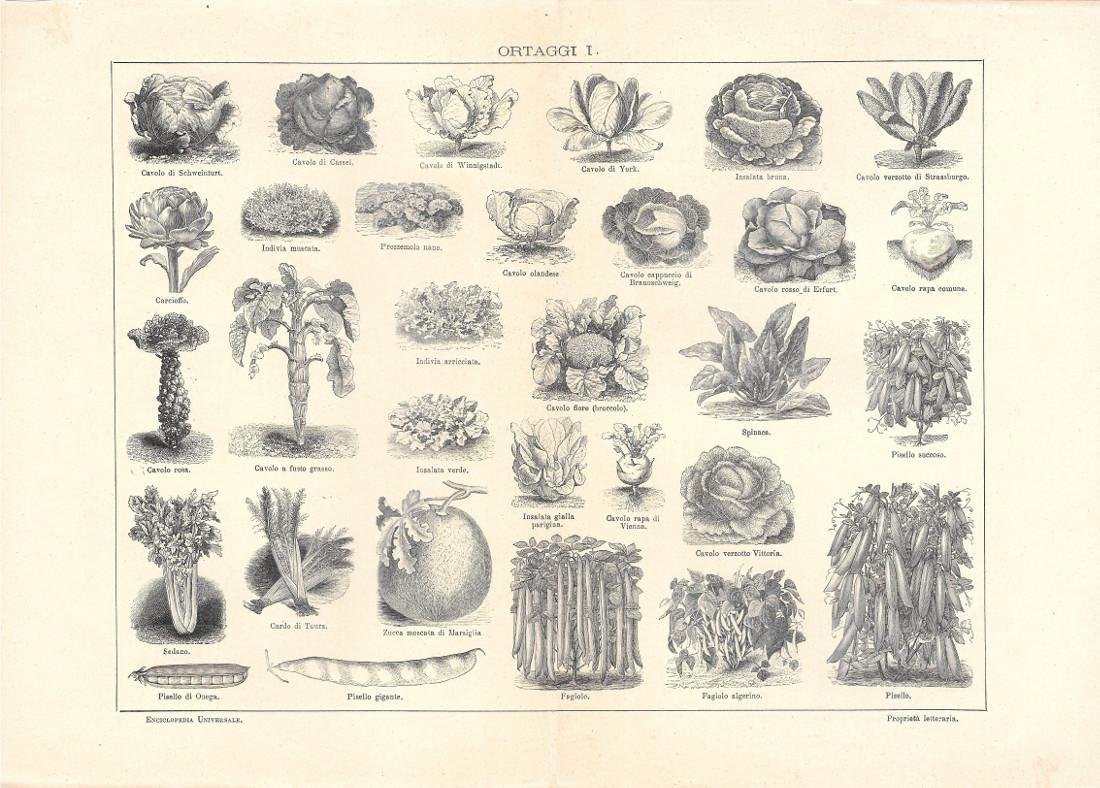 Ortaggi I. Lexicon Vallardi 1900 ca. | Immagine principale