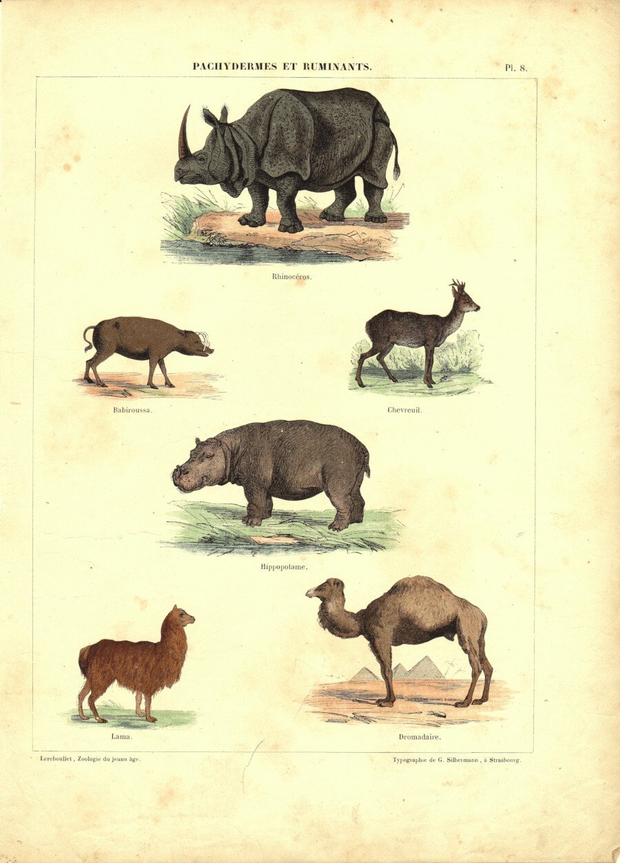 Pachydermes et Ruminants. Stampa 1860 | Immagine principale