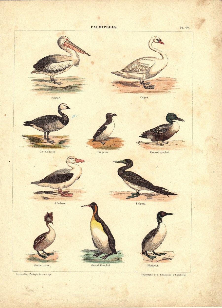 Palmipedes. Stampa 1860 | Immagine principale