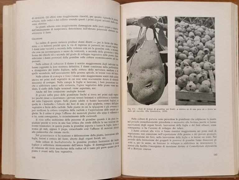 Patologia Vegetale | Immagine Gallery 10