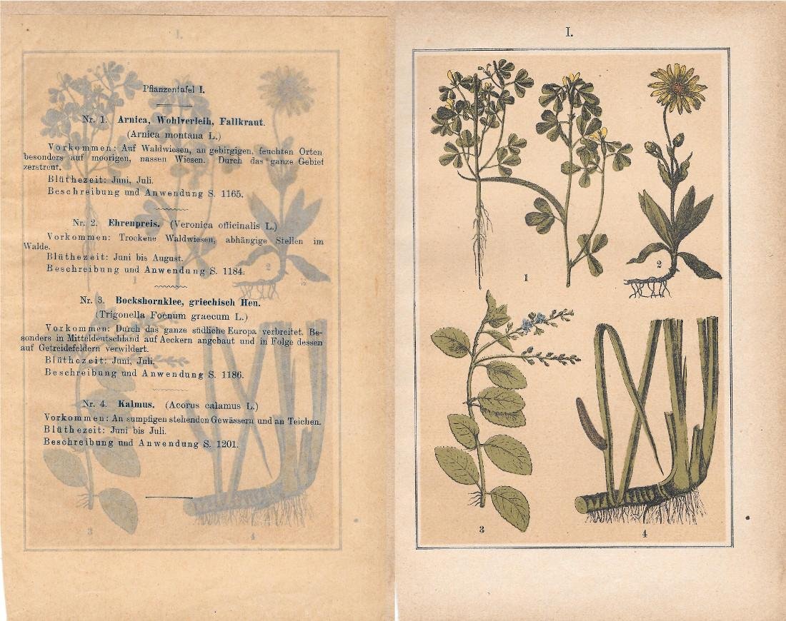 PflanzentafeI I. Stampa 1903 | Immagine principale