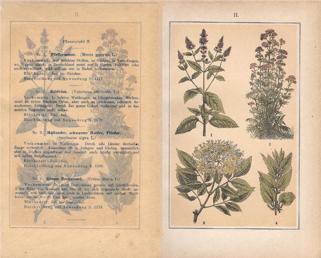 PflanzentafeI II. Piante officinali. Stampa 1903 | Immagine principale