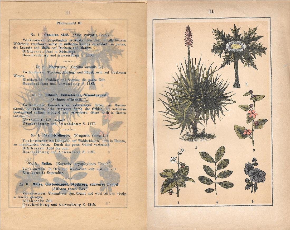 PflanzentafeI III. Piante officinali. Stampa 1903 | Immagine principale