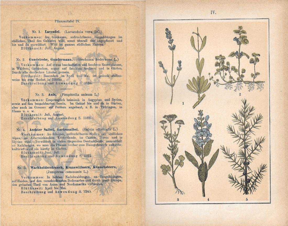PflanzentafeI IV. Piante officinali. Stampa 1903 | Immagine principale