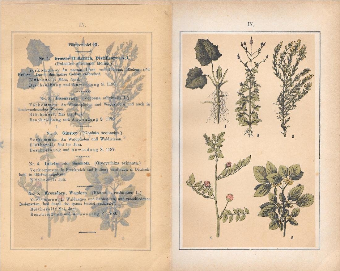 PflanzentafeI IX. Piante officinali. Stampa 1903 | Immagine principale