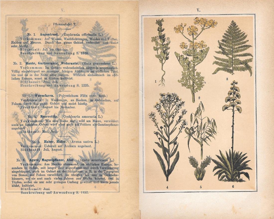 PflanzentafeI V. Piante officinali. Stampa 1903 | Immagine principale