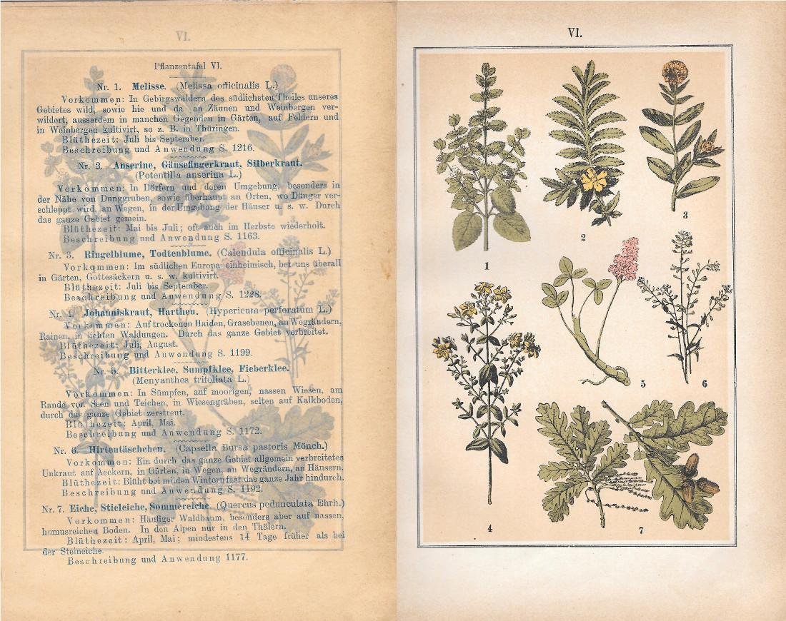 PflanzentafeI VI. Piante officinali. Stampa 1903 | Immagine principale