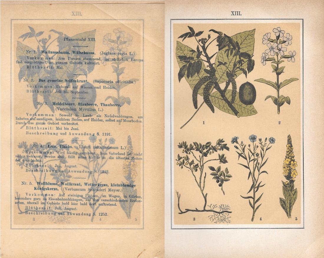 PflanzentafeI XIII. Piante officinali. Stampa 1903 | Immagine principale