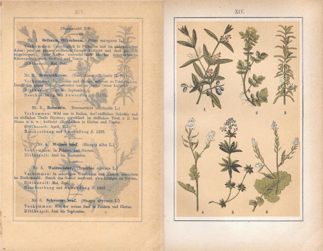 PflanzentafeI XIV. Piante officinali. Stampa 1903 | Immagine principale