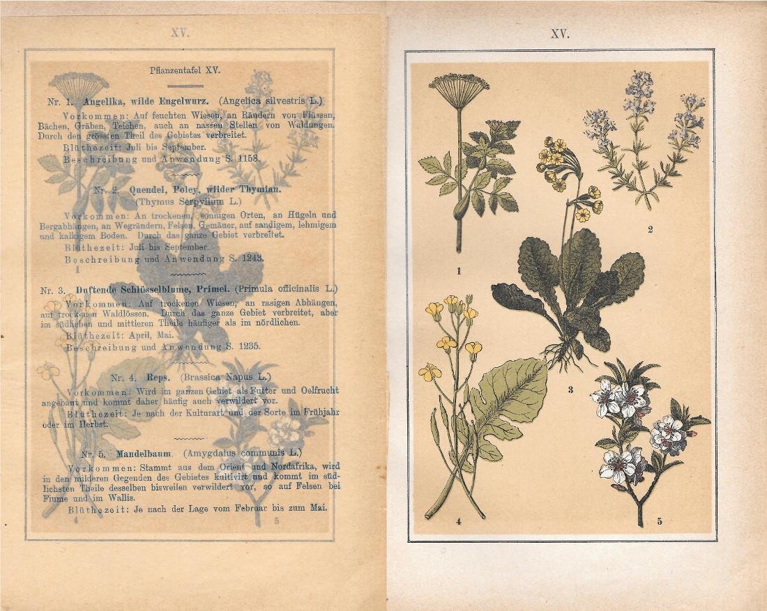 PflanzentafeI XV. Piante officinali. Stampa 1903 | Immagine principale