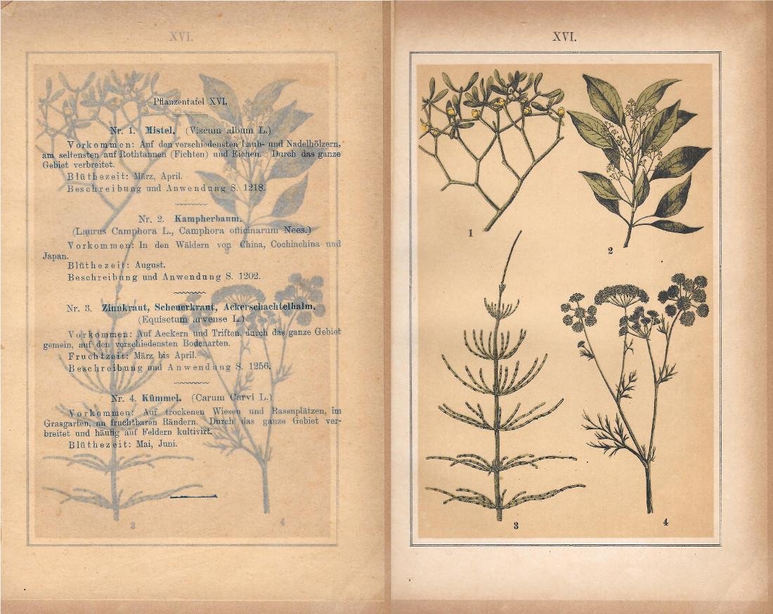 PflanzentafeI XVI. Piante officinali. Stampa 1903 | Immagine principale
