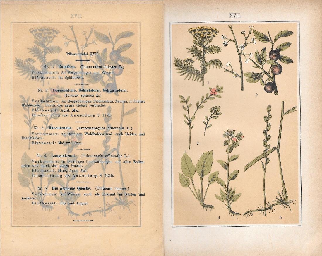 PflanzentafeI XVII. Piante officinali. Stampa 1903 | Immagine principale
