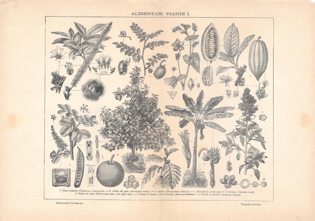 Piante alimentari I. Lexicon Vallardi 1900 ca. | Immagine principale