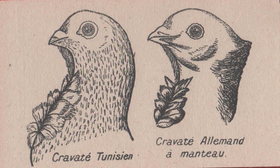 Pigeon; crevaté Tunisien, Crevaté Allemand à manteau. Stampa 1926 | Immagine principale