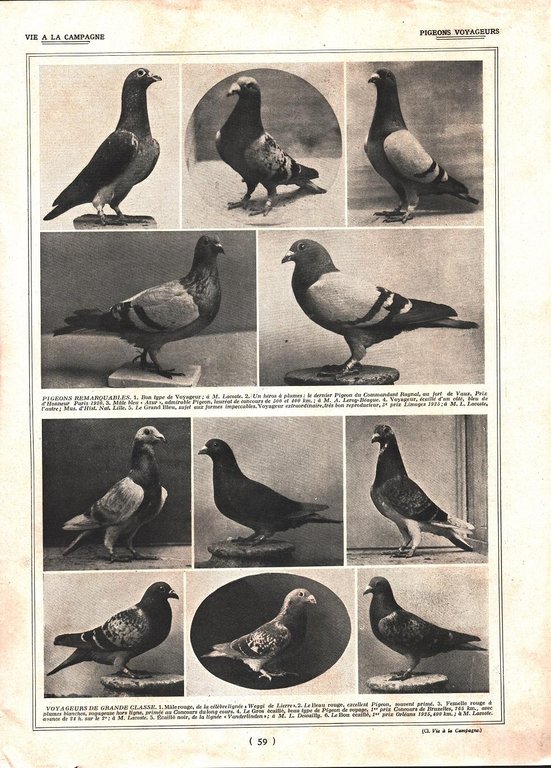 Pigeon de sports / Pigeons voyageurs. Stampa 1926 | Immagine Gallery 2
