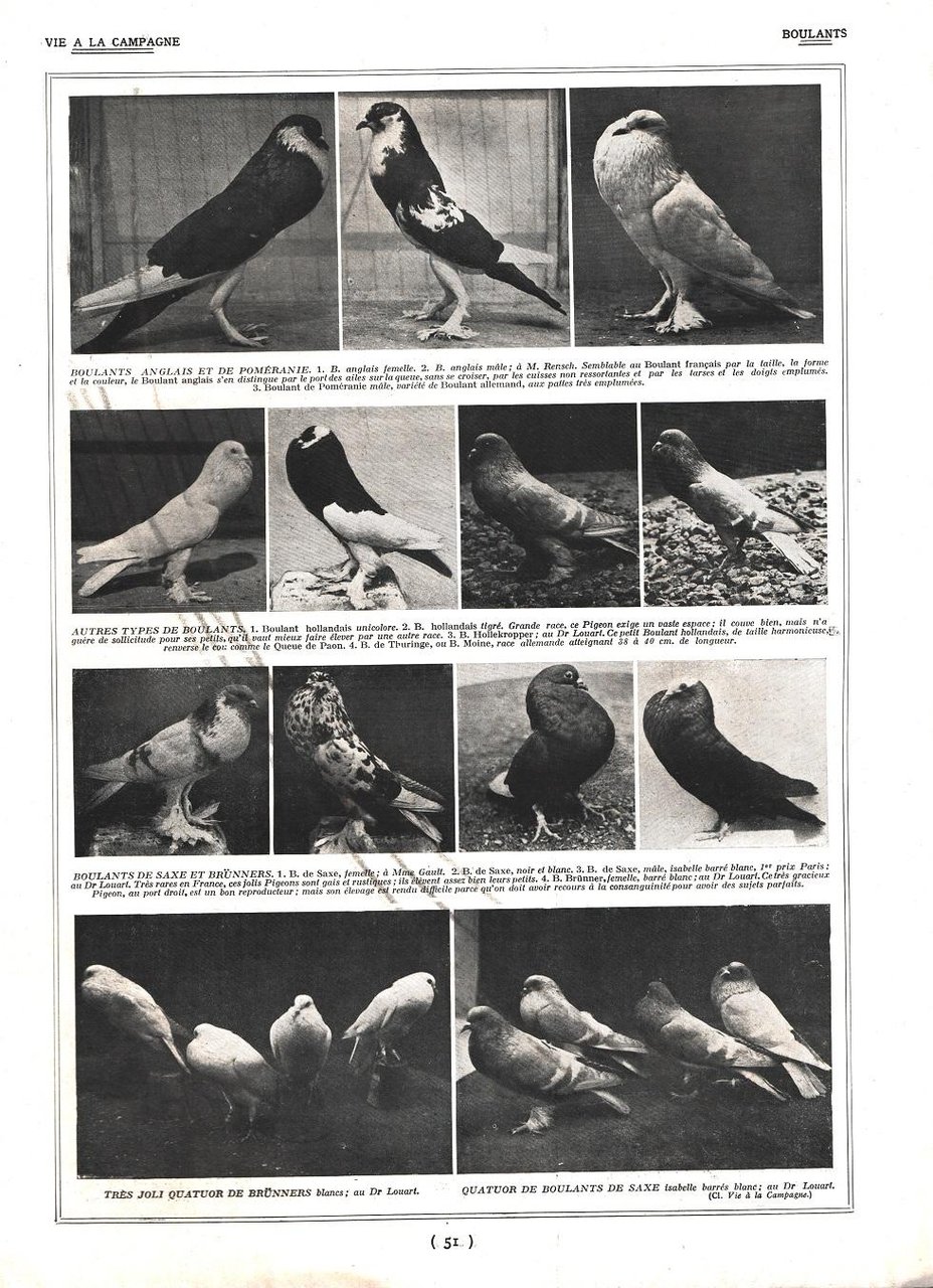 Pigeons Boulats / Pigeons Hirondelle et Paons. Stampa 1926 | Immagine principale