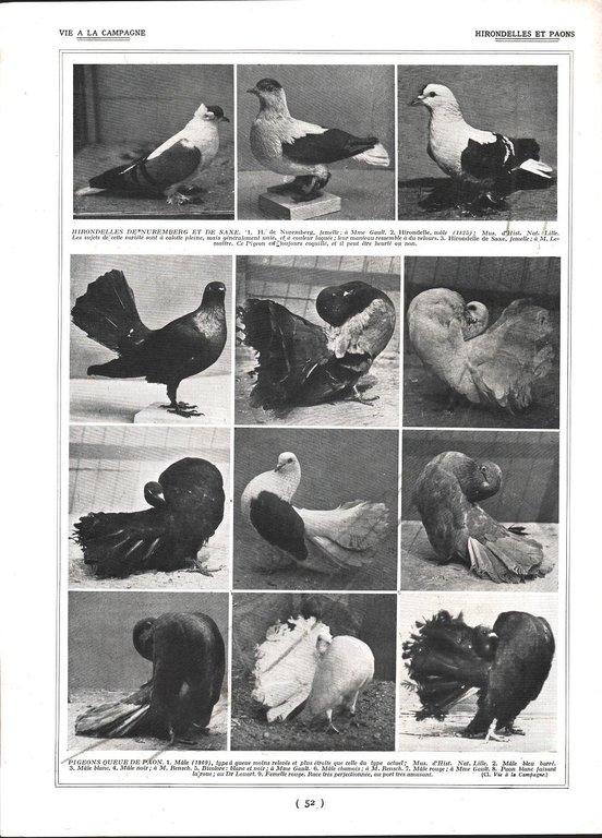 Pigeons Boulats / Pigeons Hirondelle et Paons. Stampa 1926 | Immagine Gallery 2